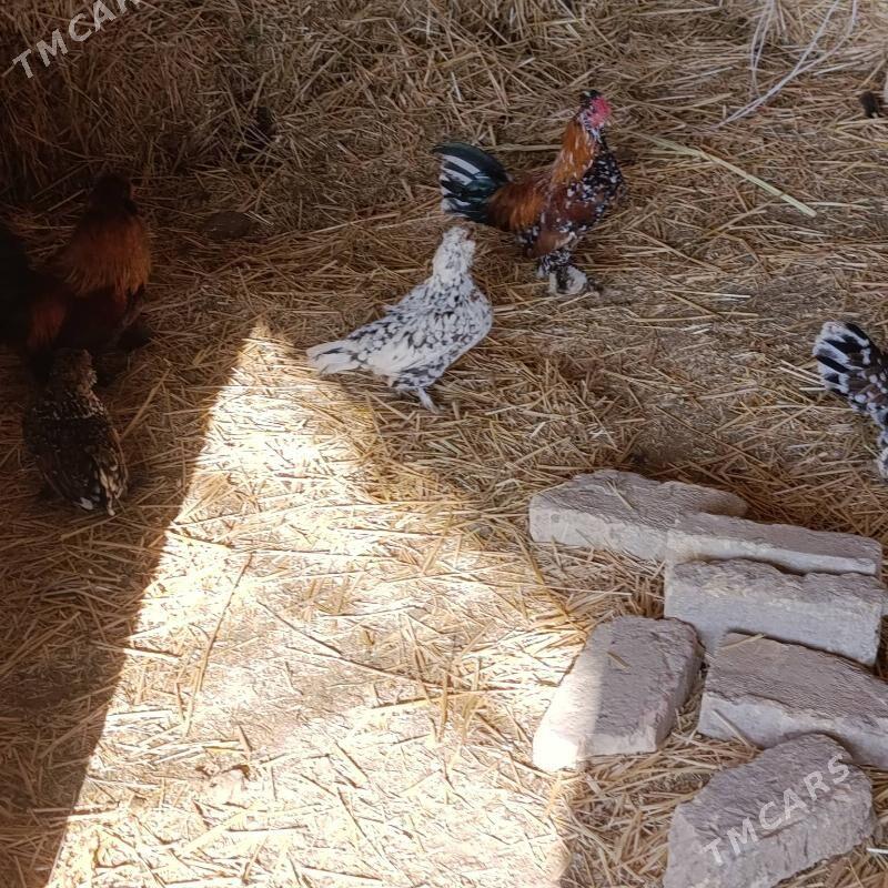 karlik towuklar - Саят - img 8