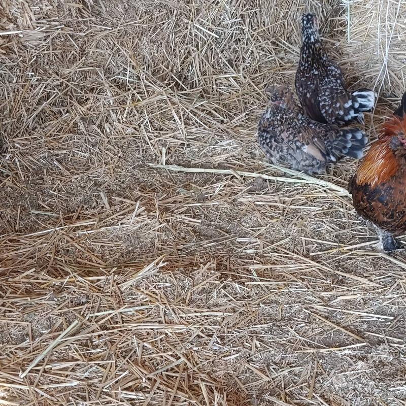 karlik towuklar - Саят - img 3