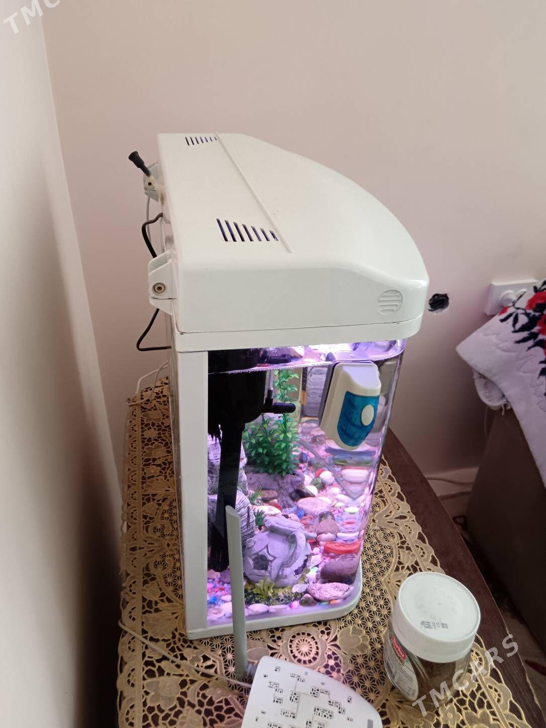 Akwariyum 40 litr zawodskoy - Bagyr - img 4