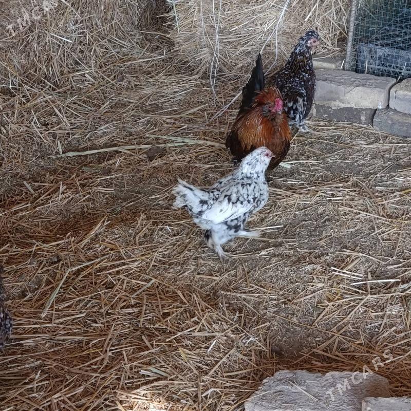 karlik towuklar - Саят - img 5