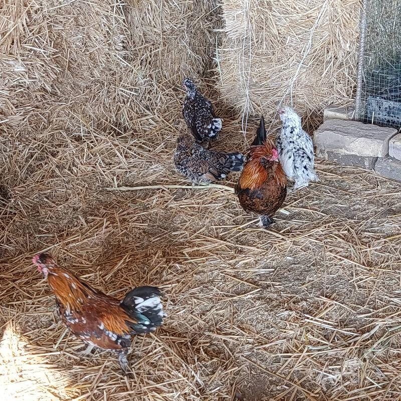 karlik towuklar - Саят - img 1