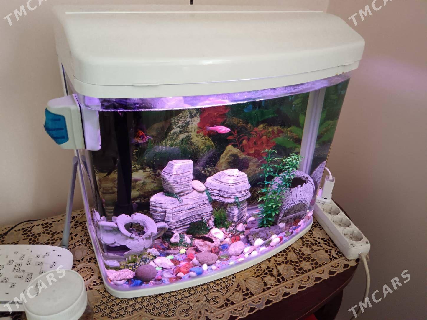 Akwariyum 40 litr zawodskoy - Bagyr - img 2