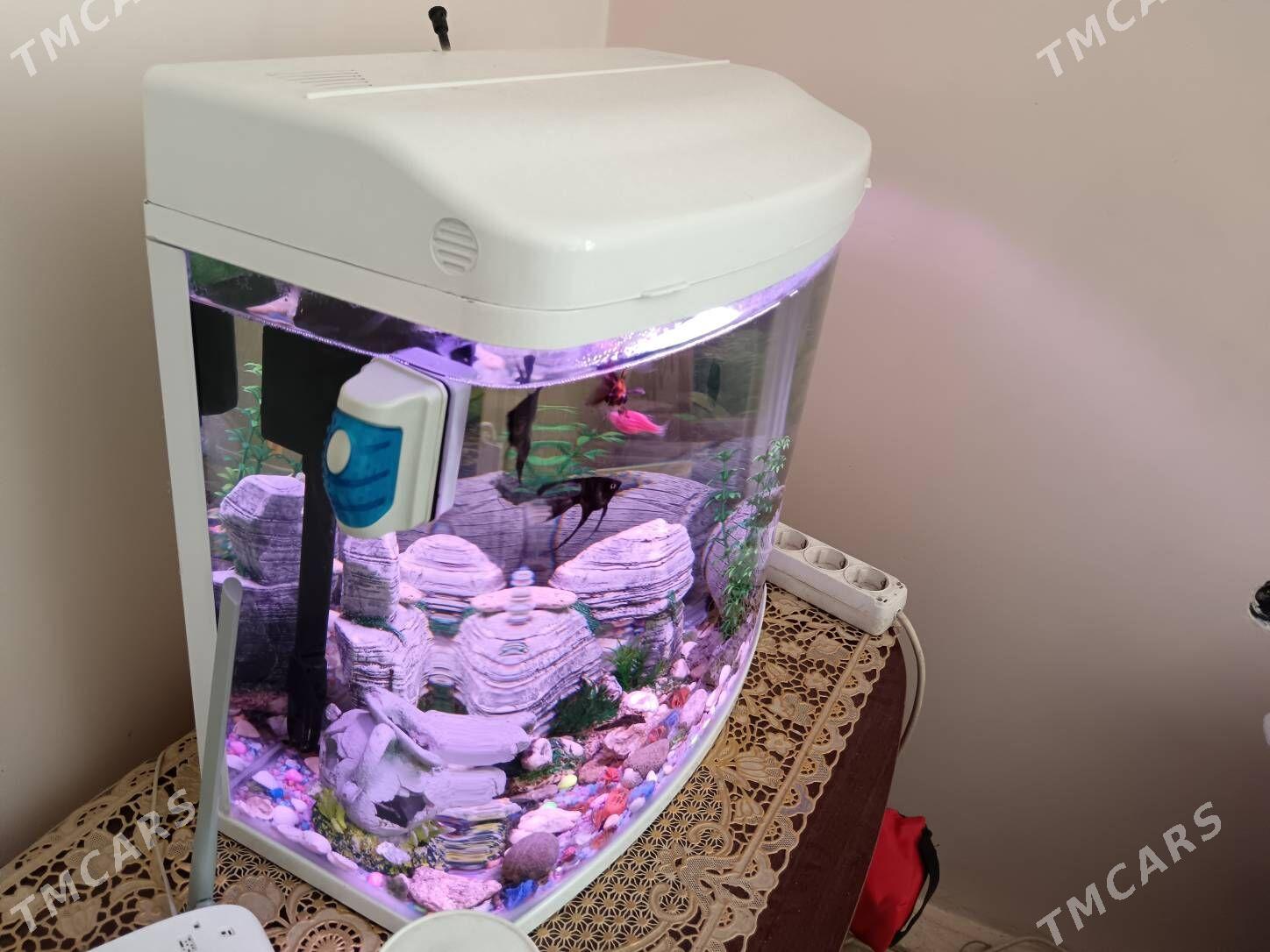 Akwariyum 40 litr zawodskoy - Bagyr - img 3