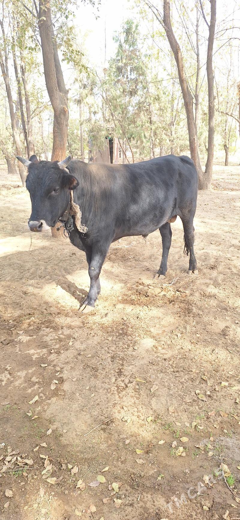 okuz - Änew - img 1