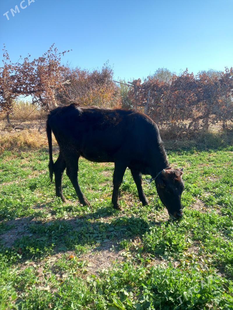 gunajin. - Чарджоу - img 4