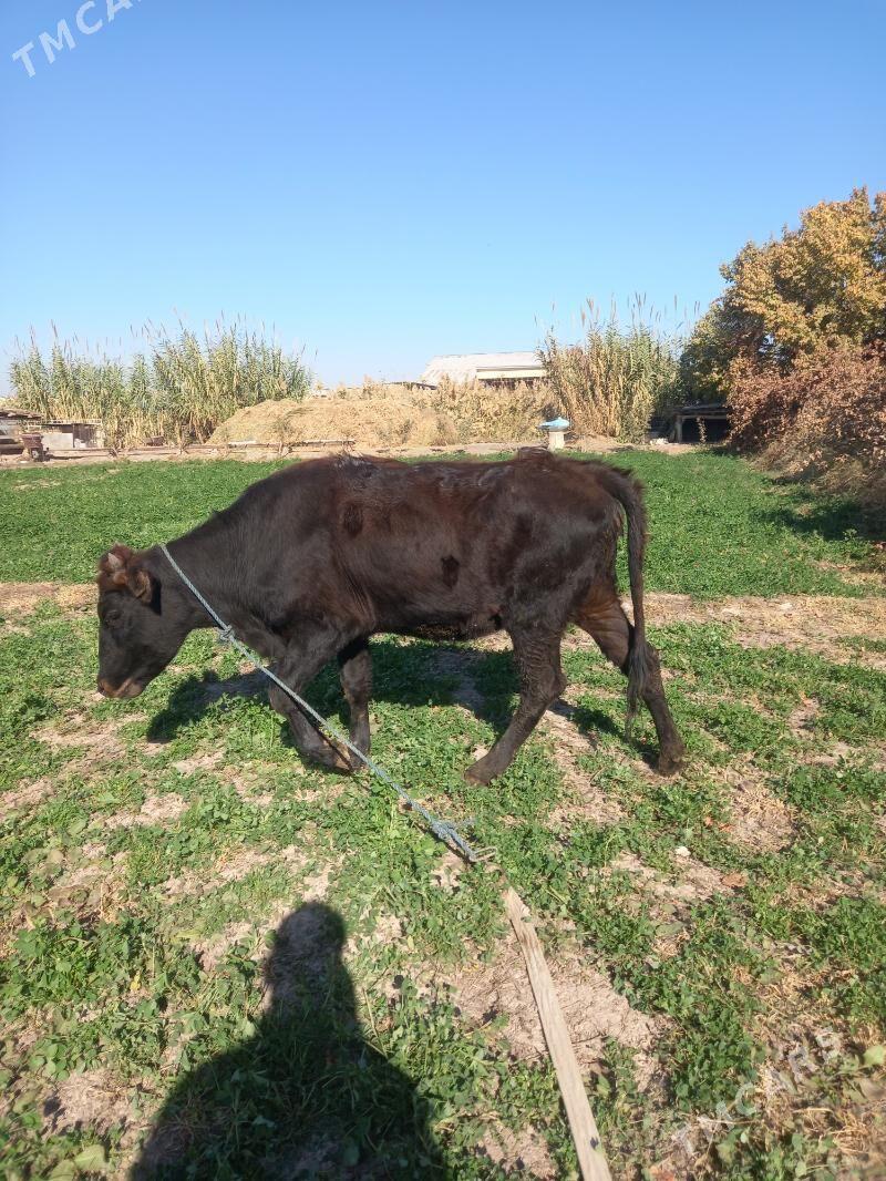 gunajin. - Чарджоу - img 2