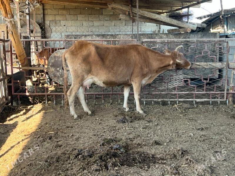 Gysyr sygyr - Ашхабад - img 1