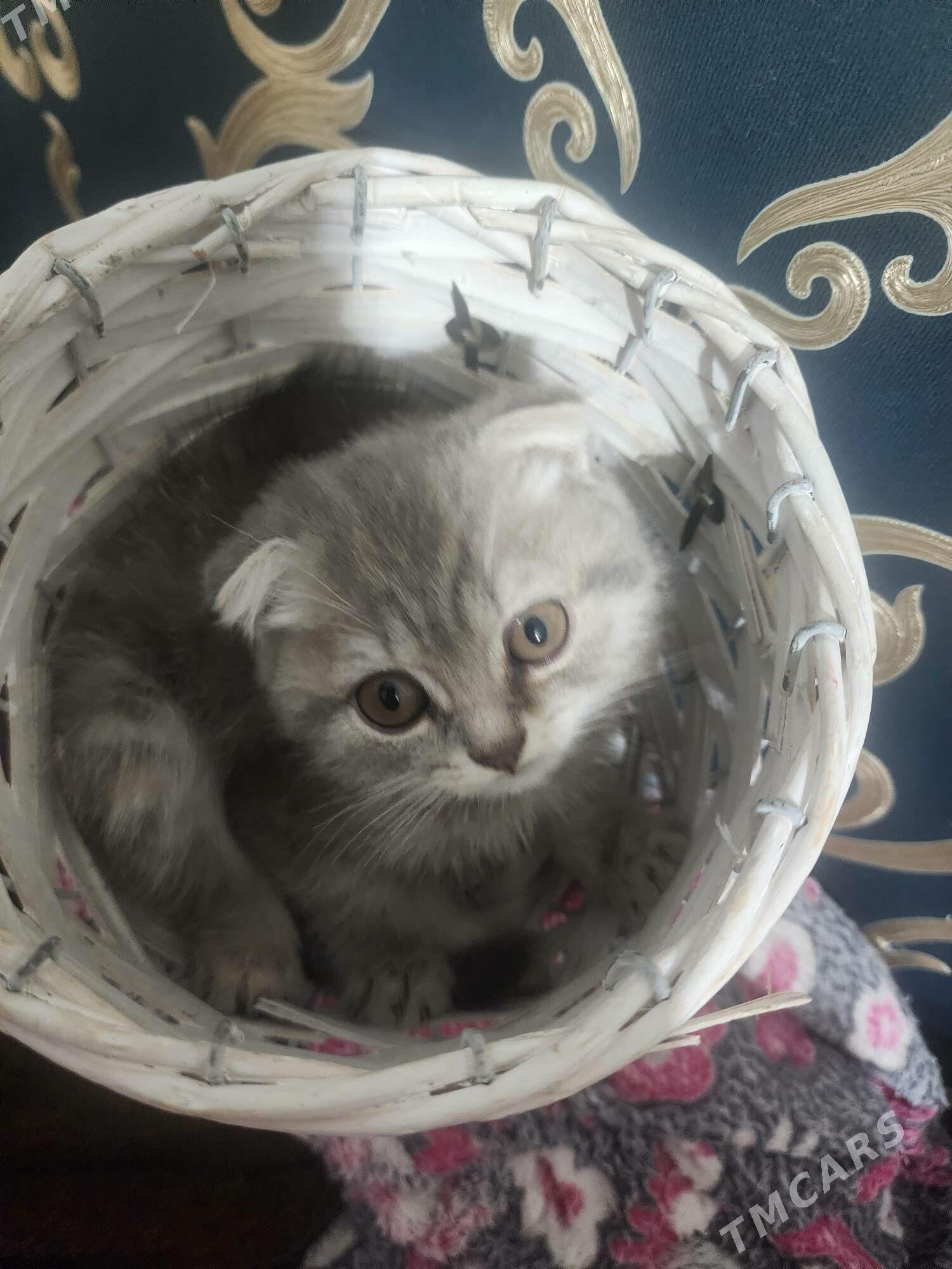 Шотландские котята - Aşgabat - img 3