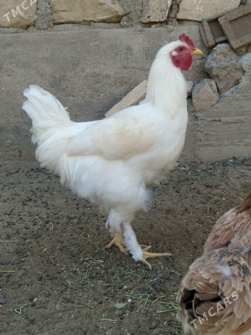 Horoz - Гумдаг - img 2