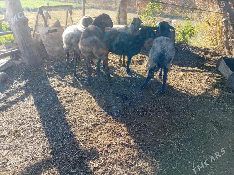 Goyun - Çärjew - img 1