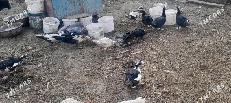 indautga - Gökdepe - img 1