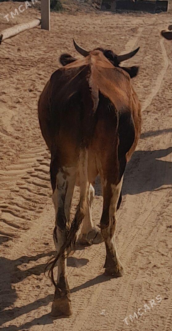 Sygyr - Babadaýhan - img 2