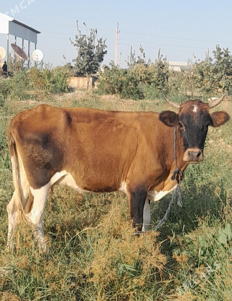 Sygyr - Babadaýhan - img 1