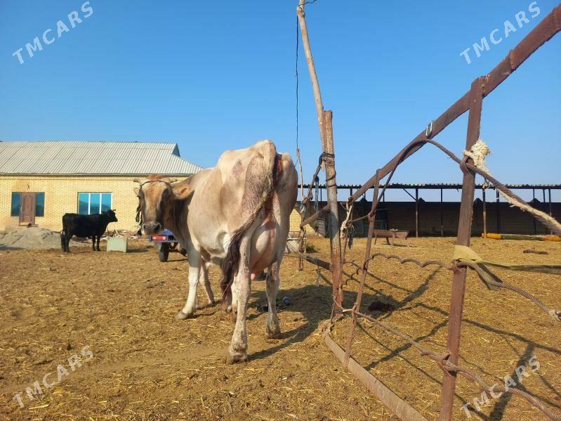 göleli. - Векильбазар - img 6