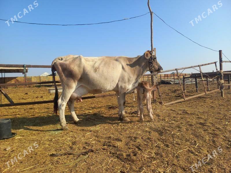 göleli. - Векильбазар - img 10