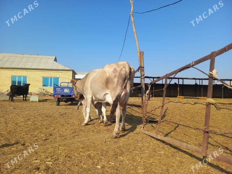 göleli. - Векильбазар - img 8