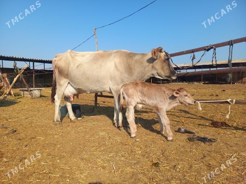 göleli. - Векильбазар - img 4