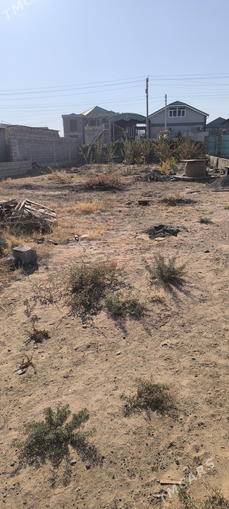 ANEW MAGTYMGULY 8 SOTOK MELLEK - Ak bugdaý etraby - img 3