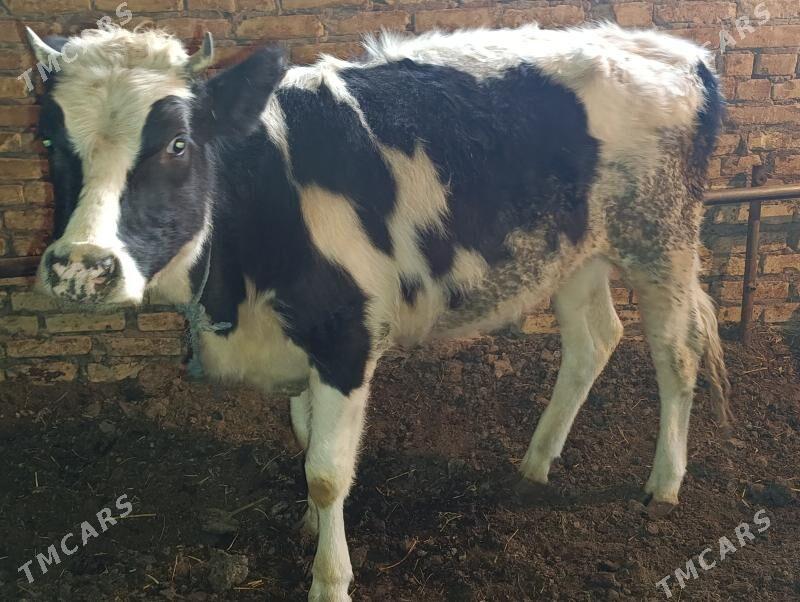 Okuz we unajyn - Туркменабат - img 5