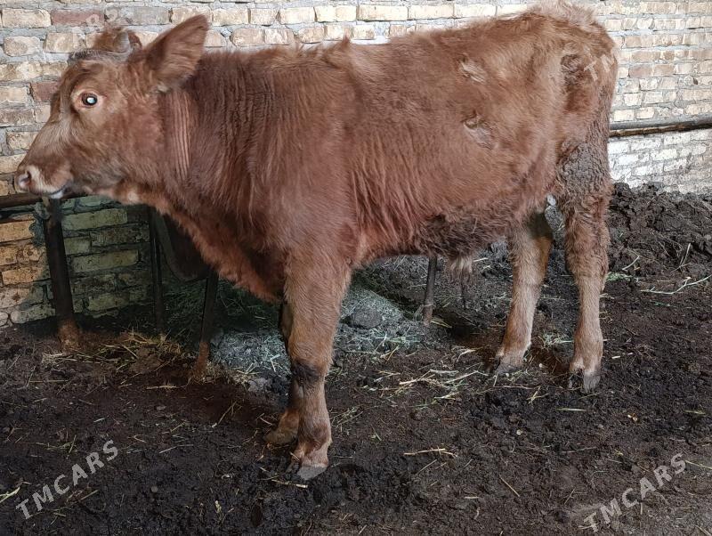 Okuz we unajyn - Туркменабат - img 1