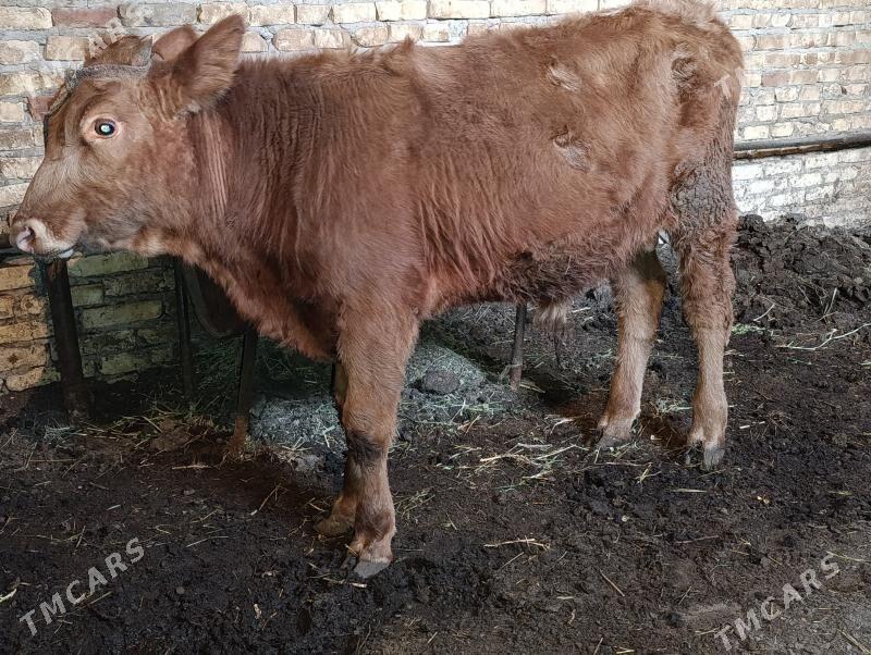 Okuz we unajyn - Туркменабат - img 2