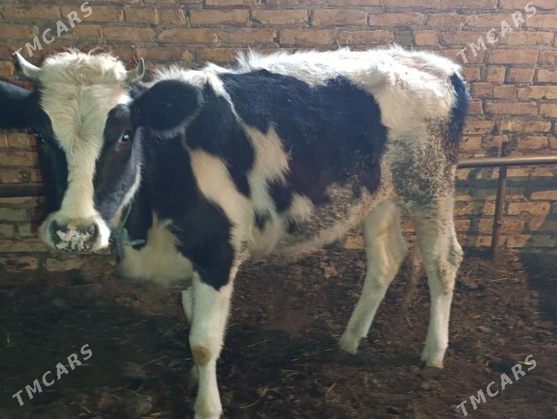 Okuz we unajyn - Туркменабат - img 6