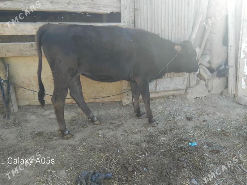 Tüwe - Гызыларбат - img 2