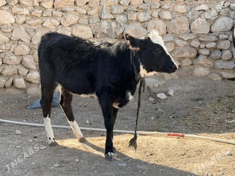 gacar - Balkanabat - img 5