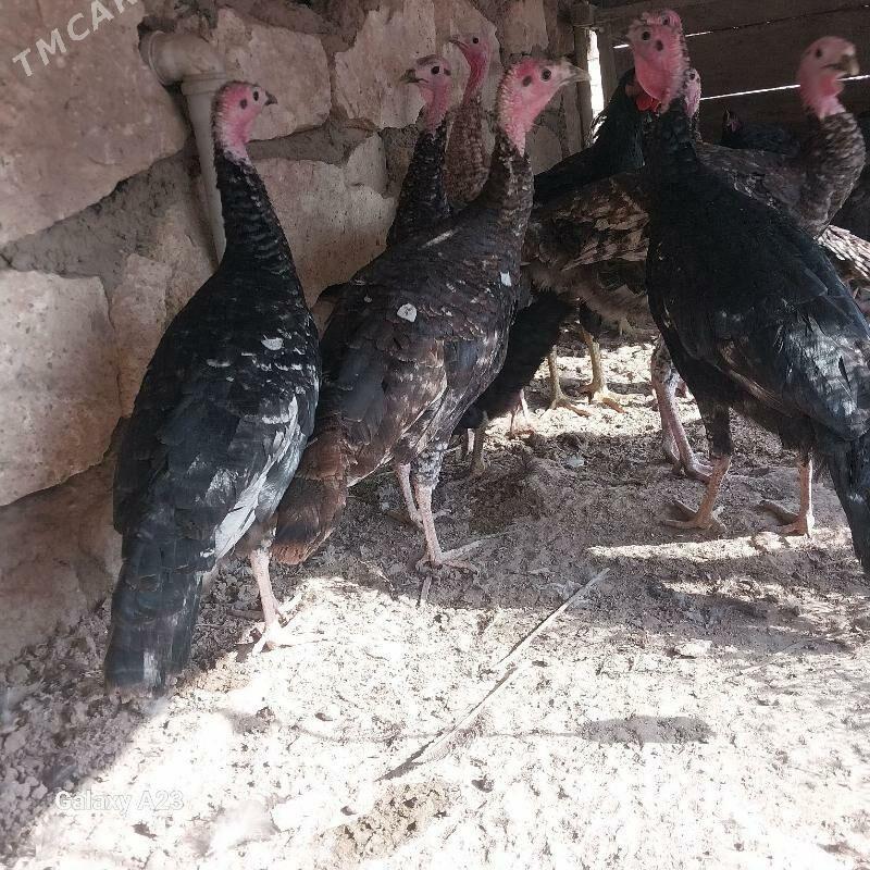 INDUK - Керки - img 1