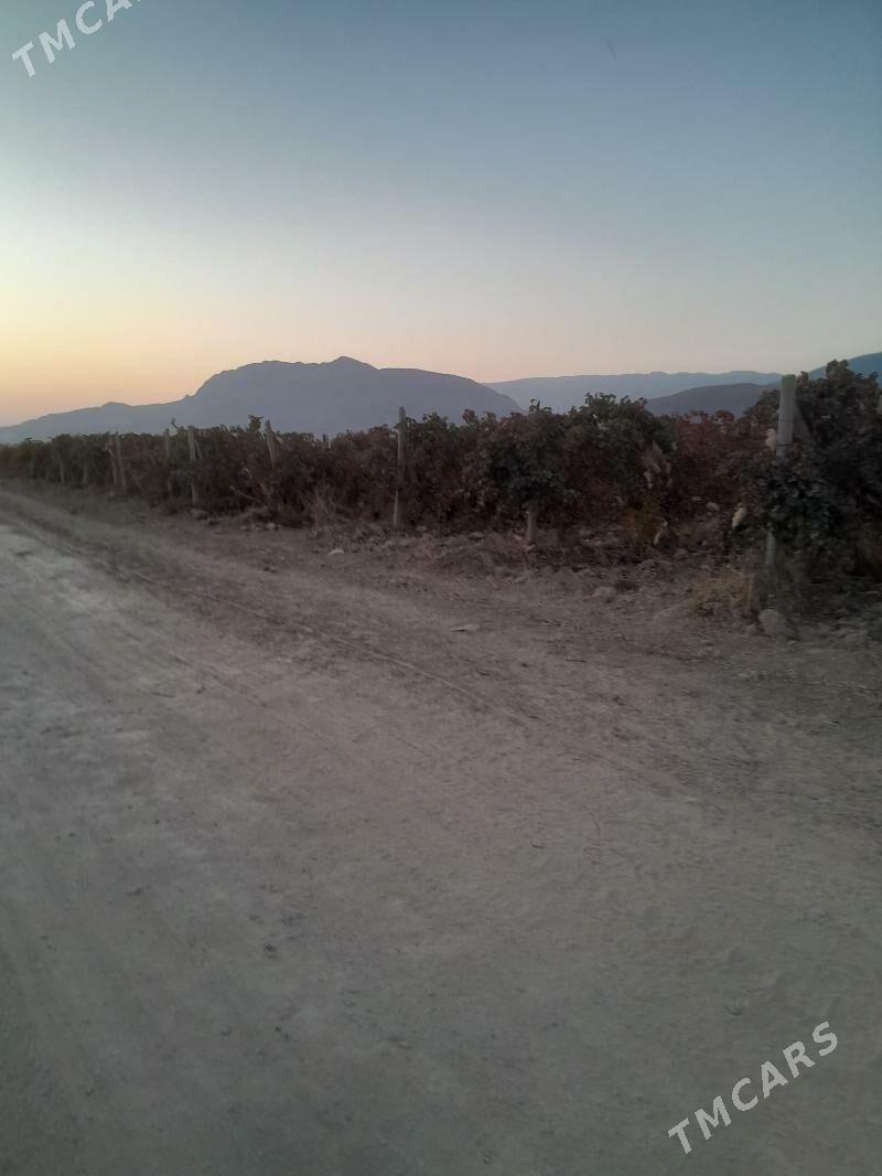 üzüm gekdar ýer - Гёкдепе - img 1