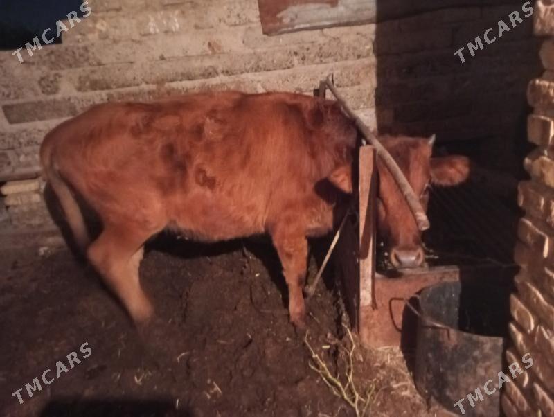 okuz we unajyn - Туркменабат - img 5