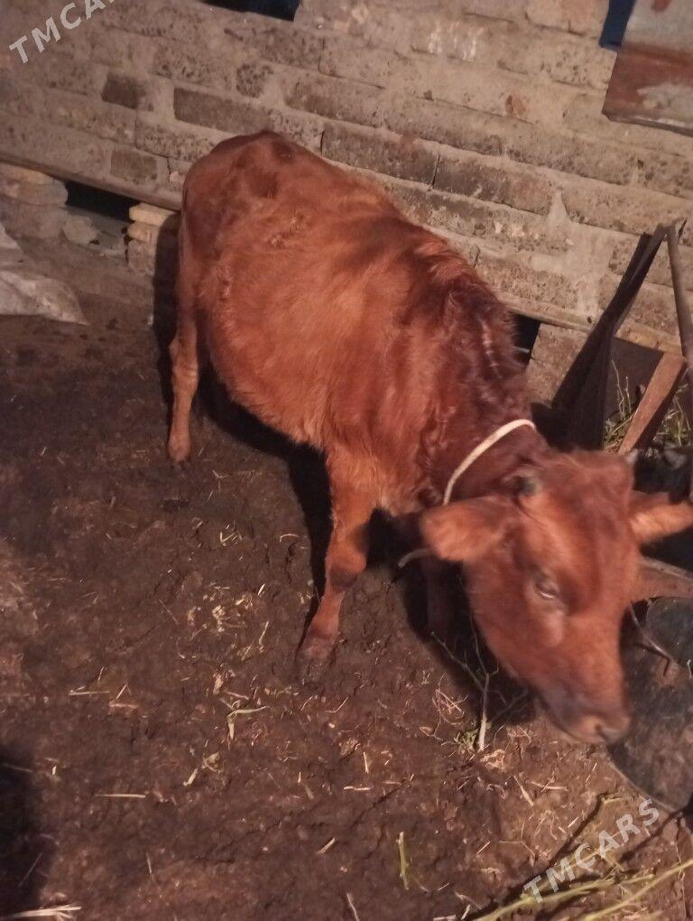 okuz we unajyn - Туркменабат - img 3