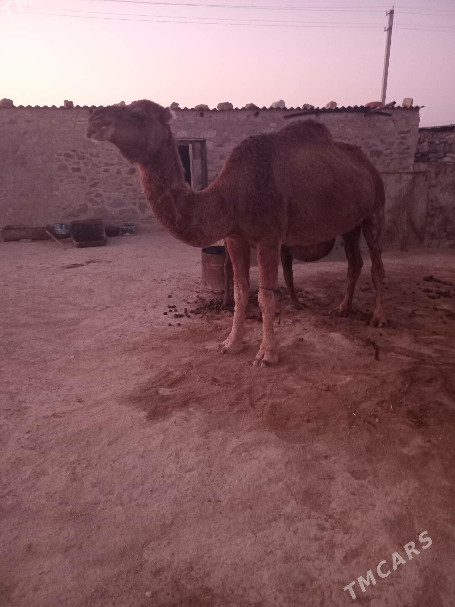 köşekli düye - Bereket - img 2