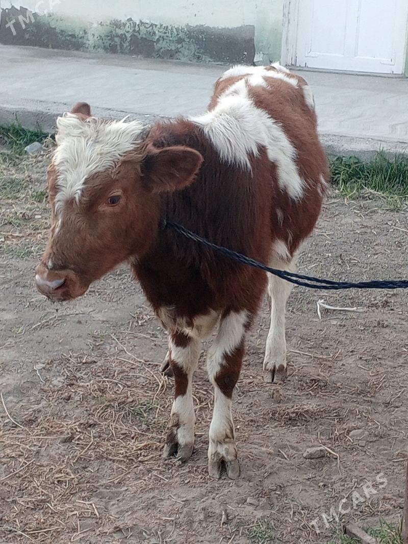 Okuz - Ашхабад - img 4