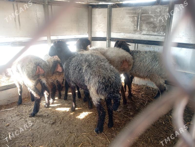 garakol issek - Ашхабад - img 2