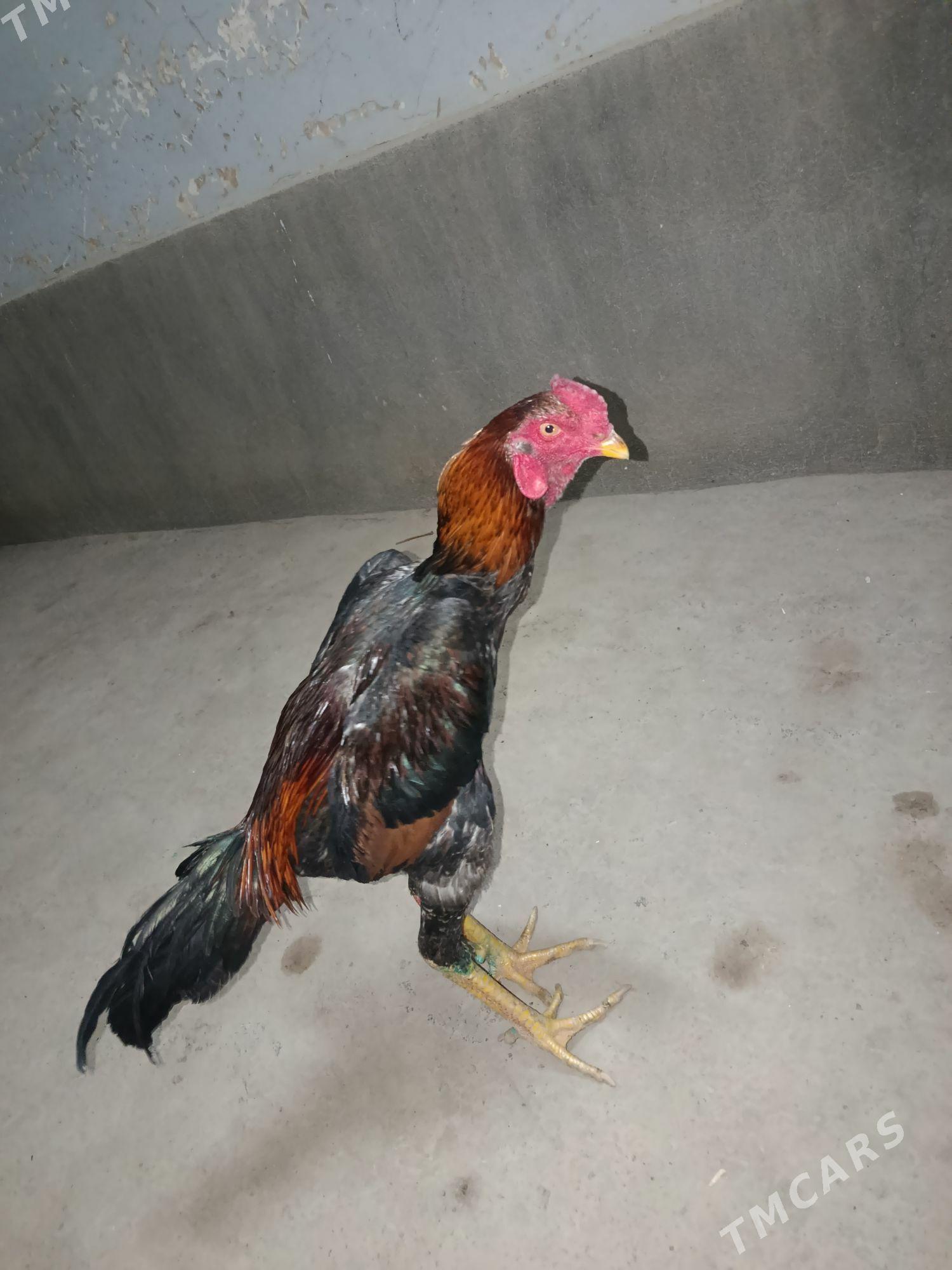 horaz - Дашогуз - img 2