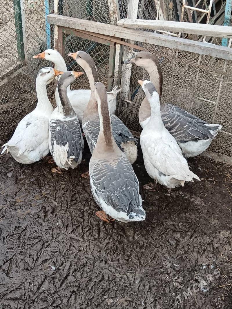 GUS MARTINI ARASSA - Багир - img 4