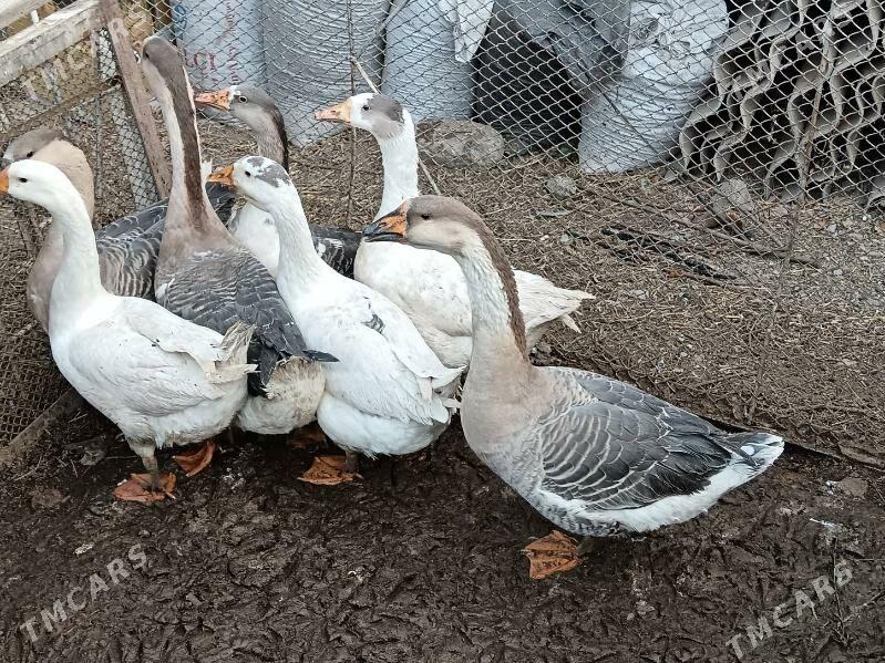 GUS MARTINI ARASSA - Багир - img 2