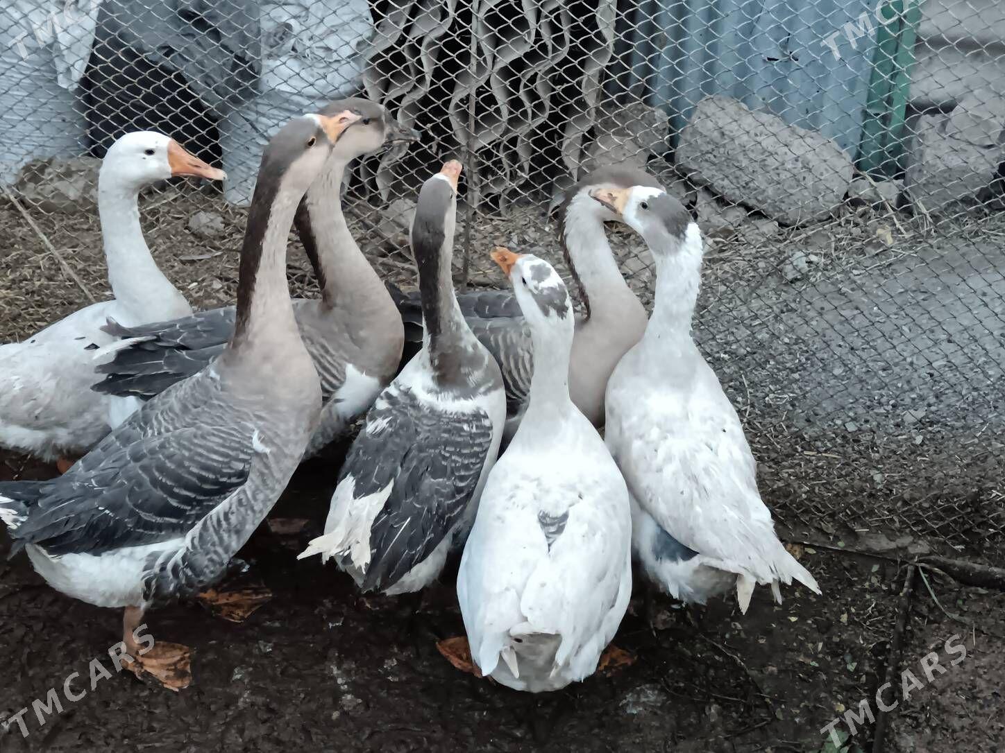 GUS MARTINI ARASSA - Багир - img 3