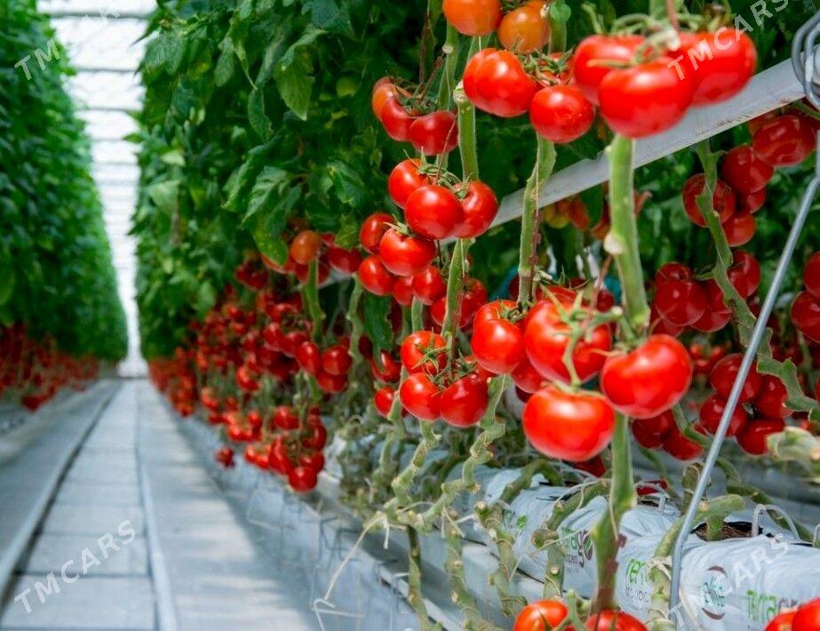 Ýyladyshana işgär gyz gerek - Kaka - img 2