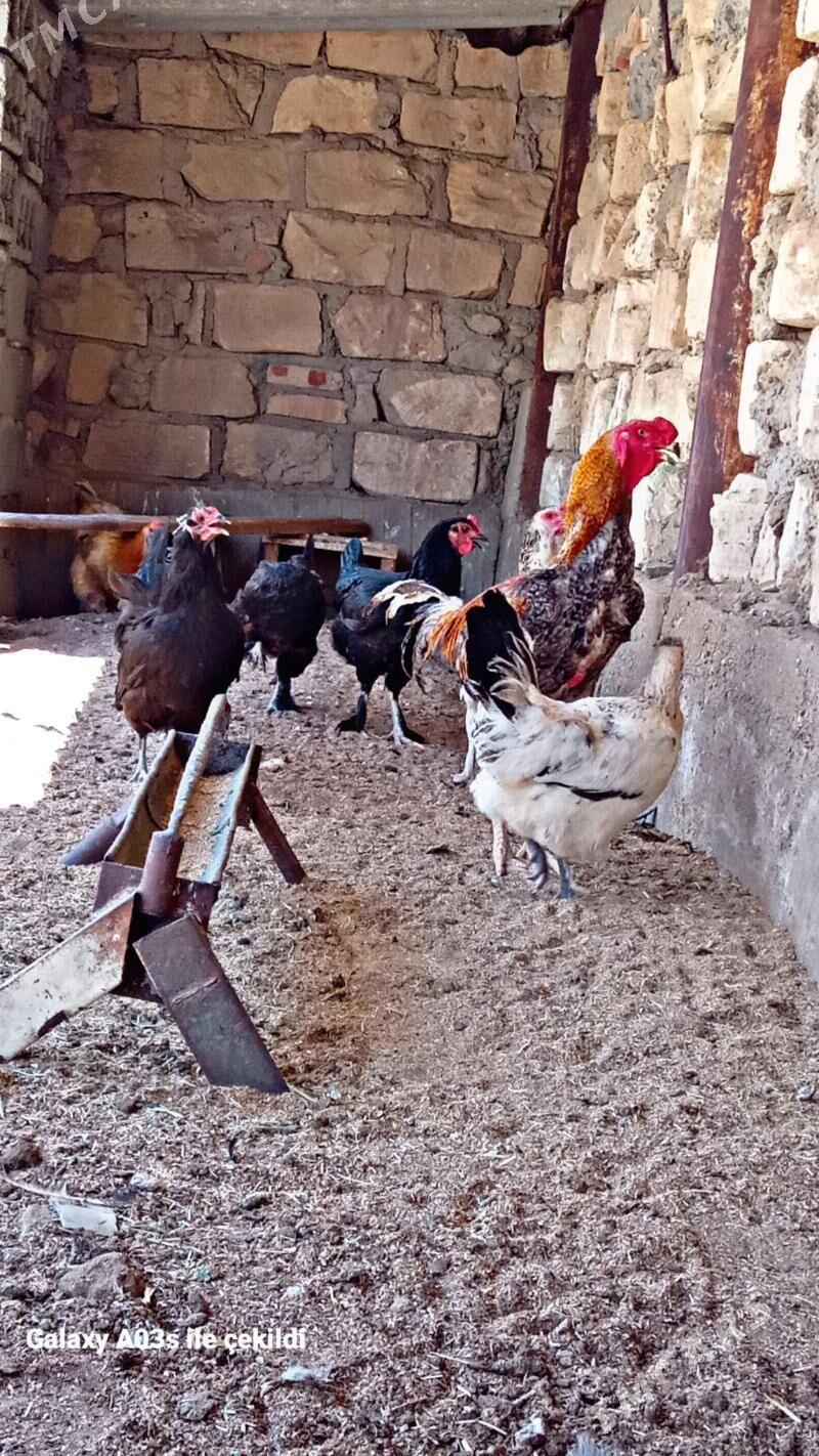 horaz - Gumdag - img 3