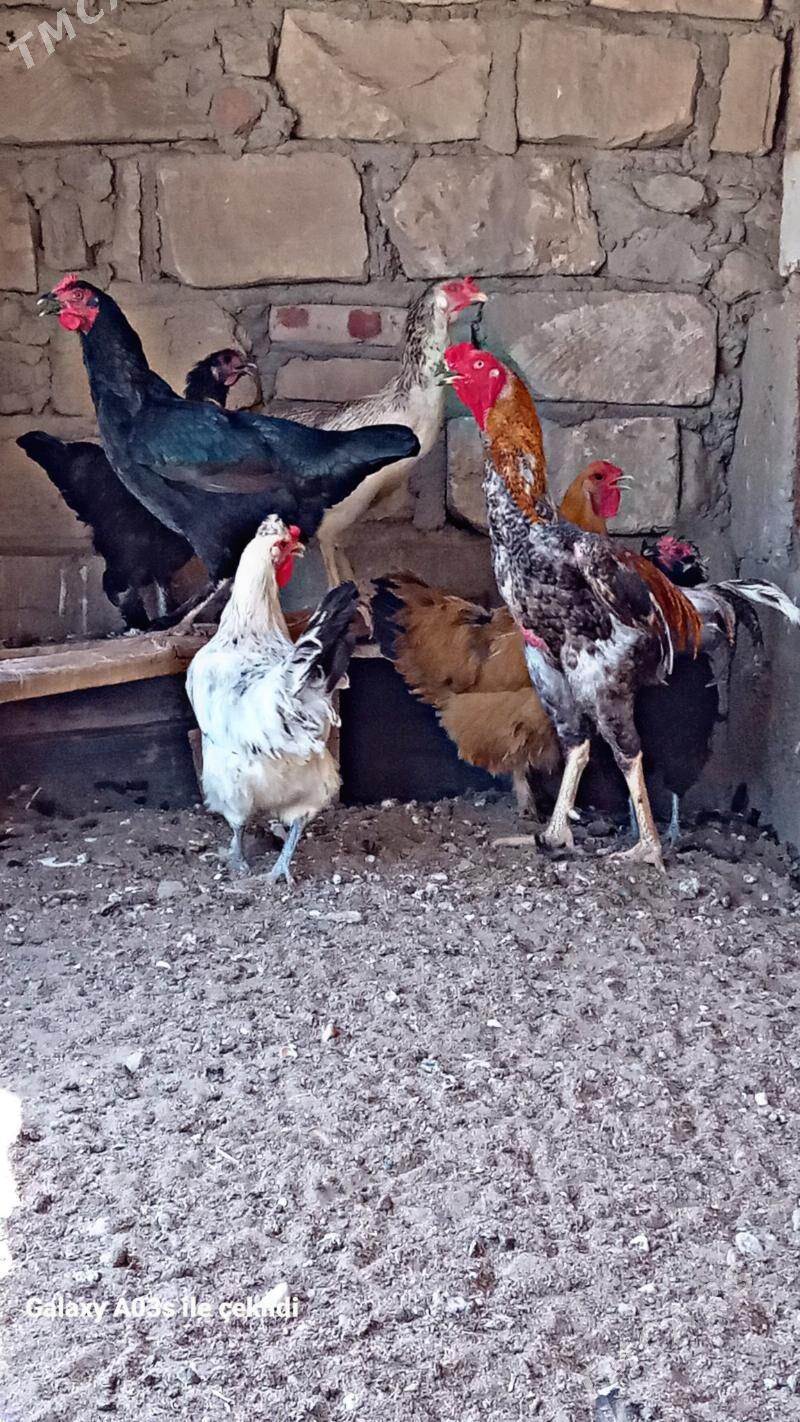 horaz - Gumdag - img 2