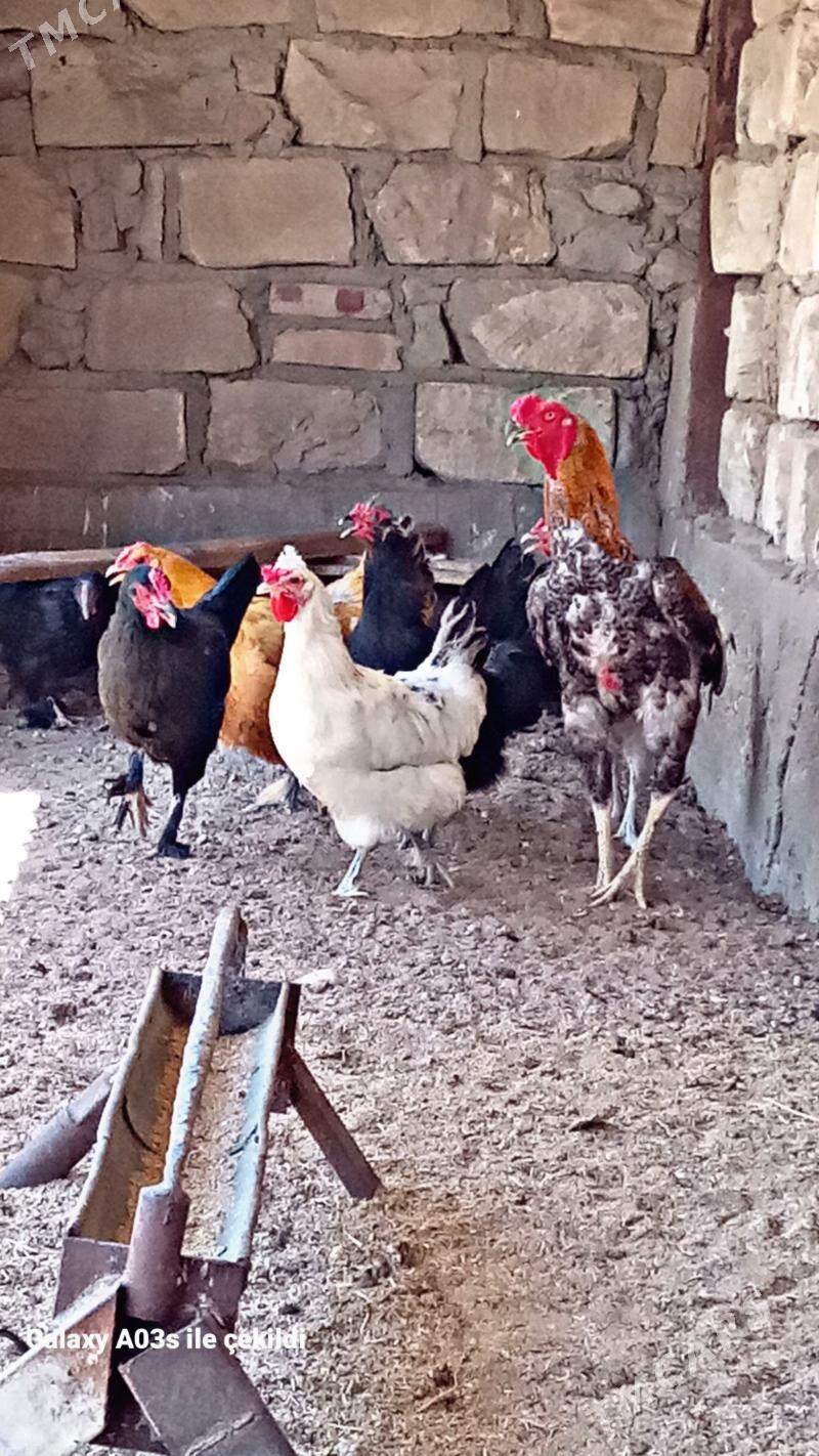 horaz - Gumdag - img 4