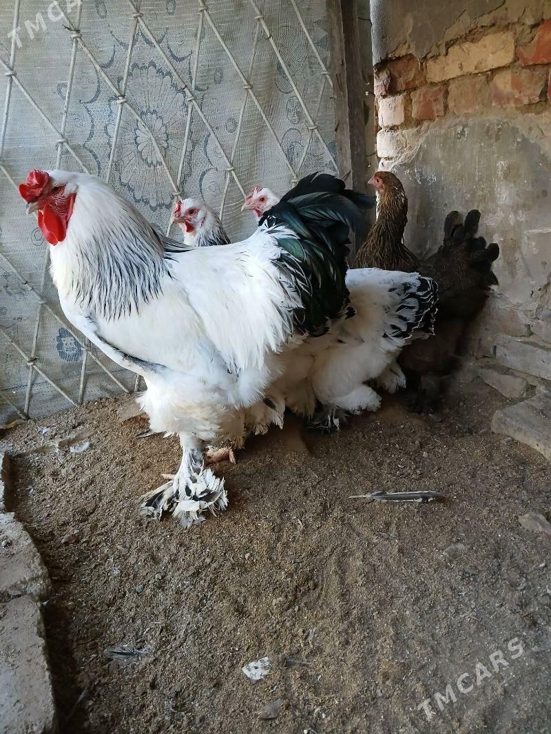 brama - Aşgabat - img 1