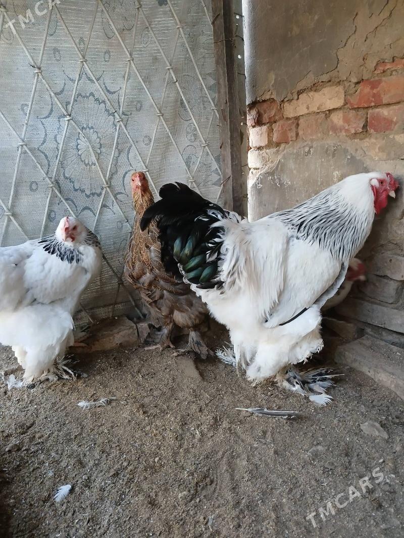 brama - Aşgabat - img 3