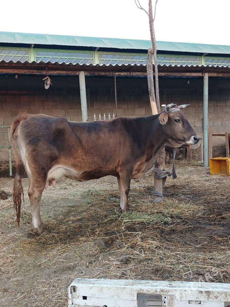 Göleli sygyr - Gökdepe - img 1