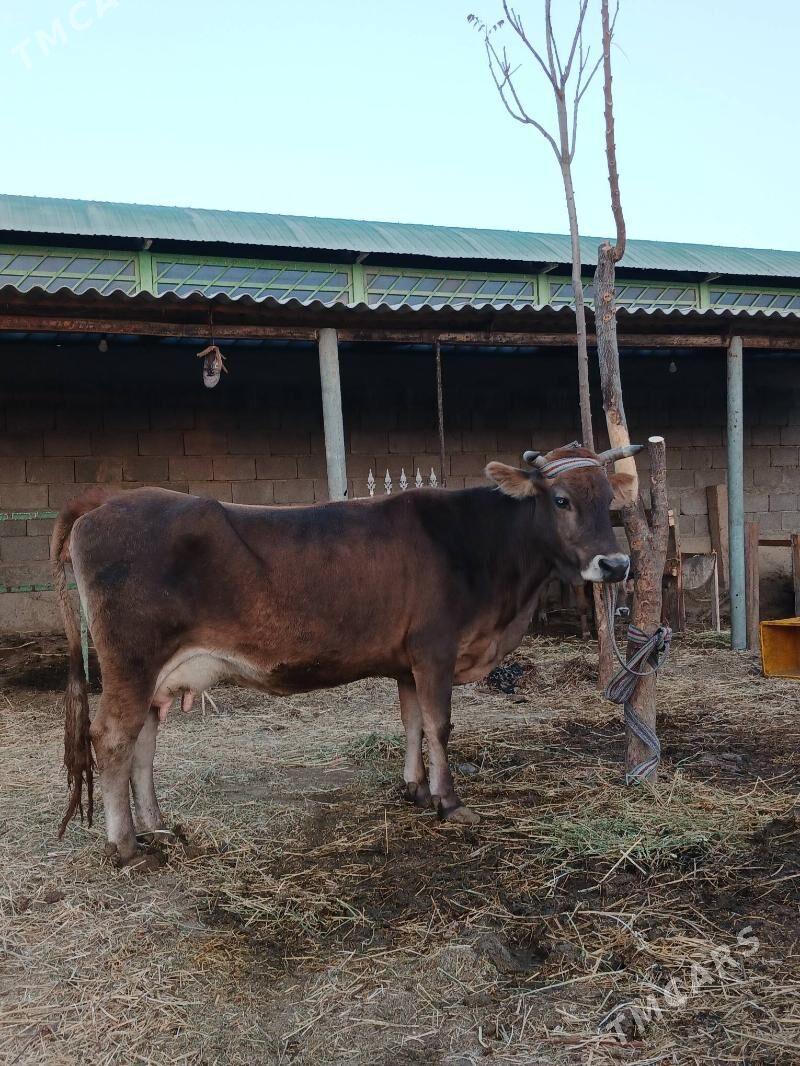 Göleli sygyr - Gökdepe - img 2