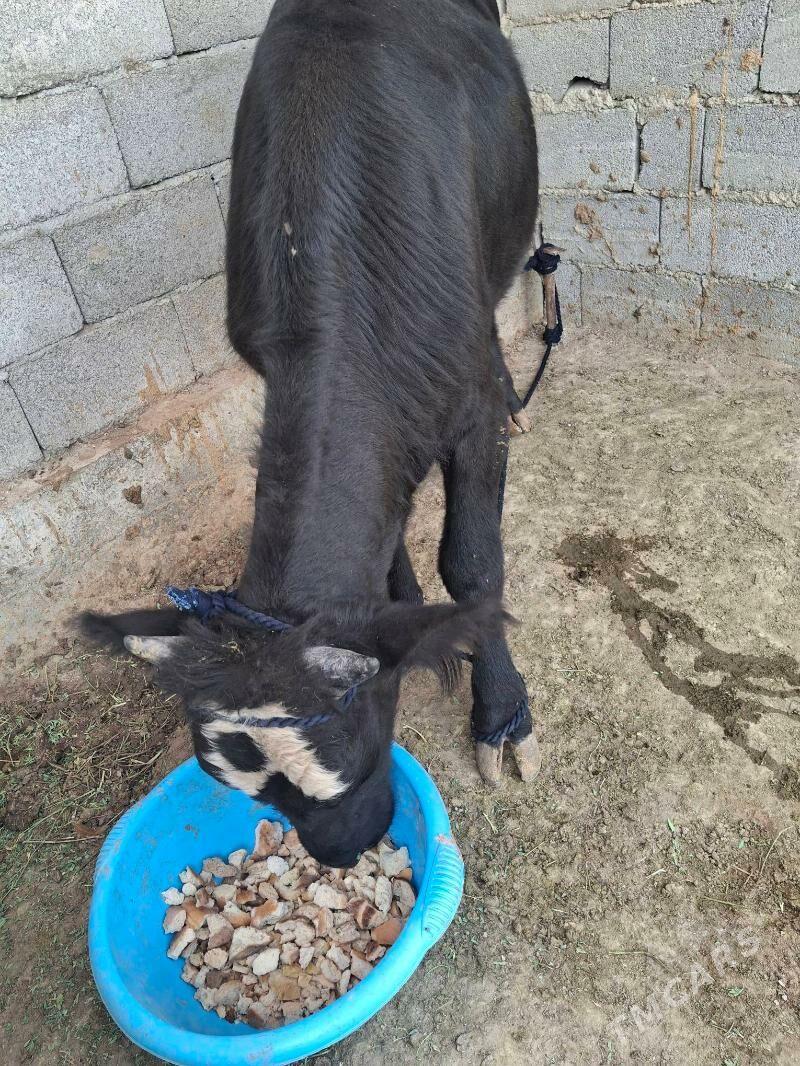 ökiz - Гёкдепе - img 1