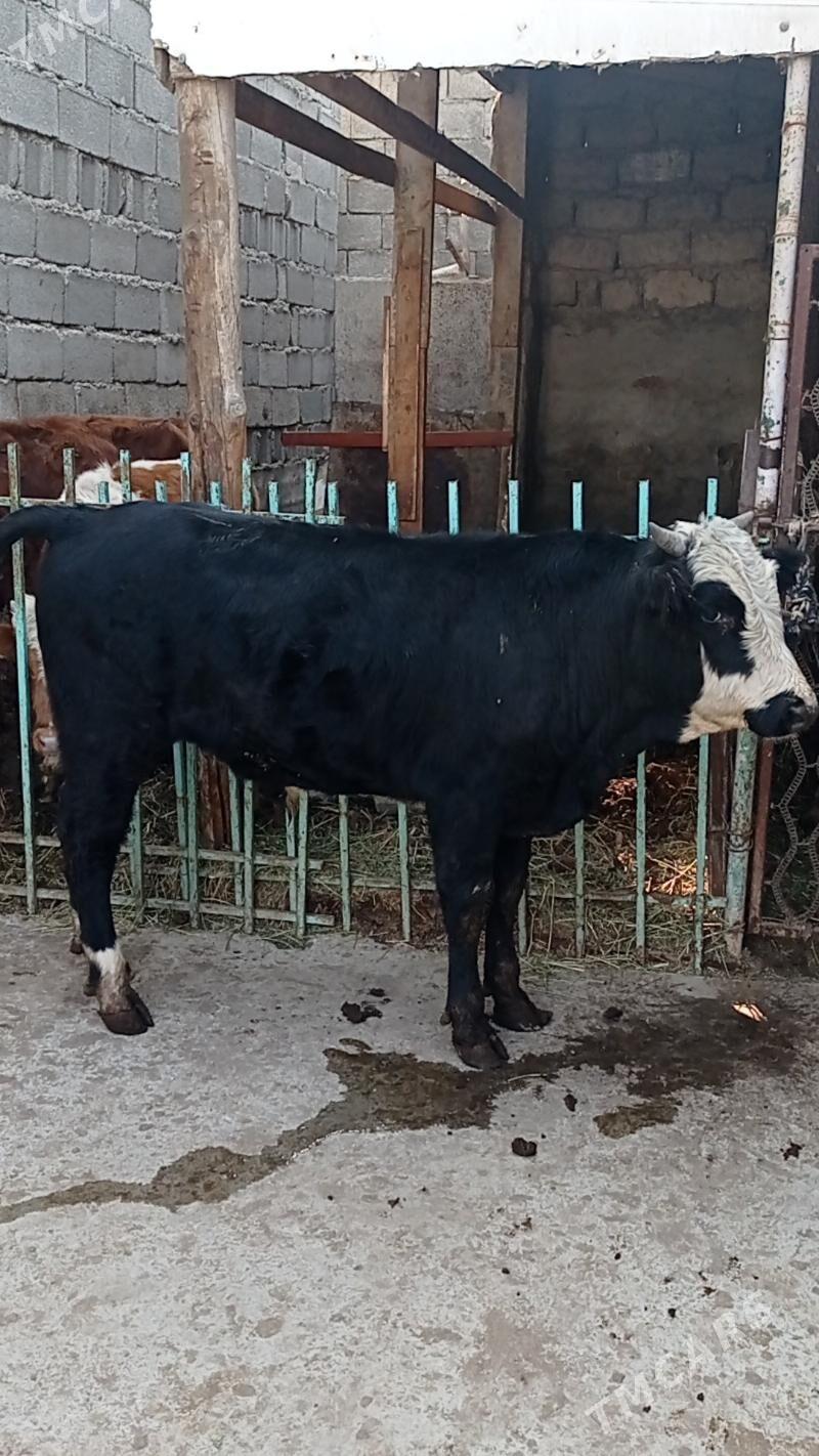 Gibrit tohum öküz - Ашхабад - img 1