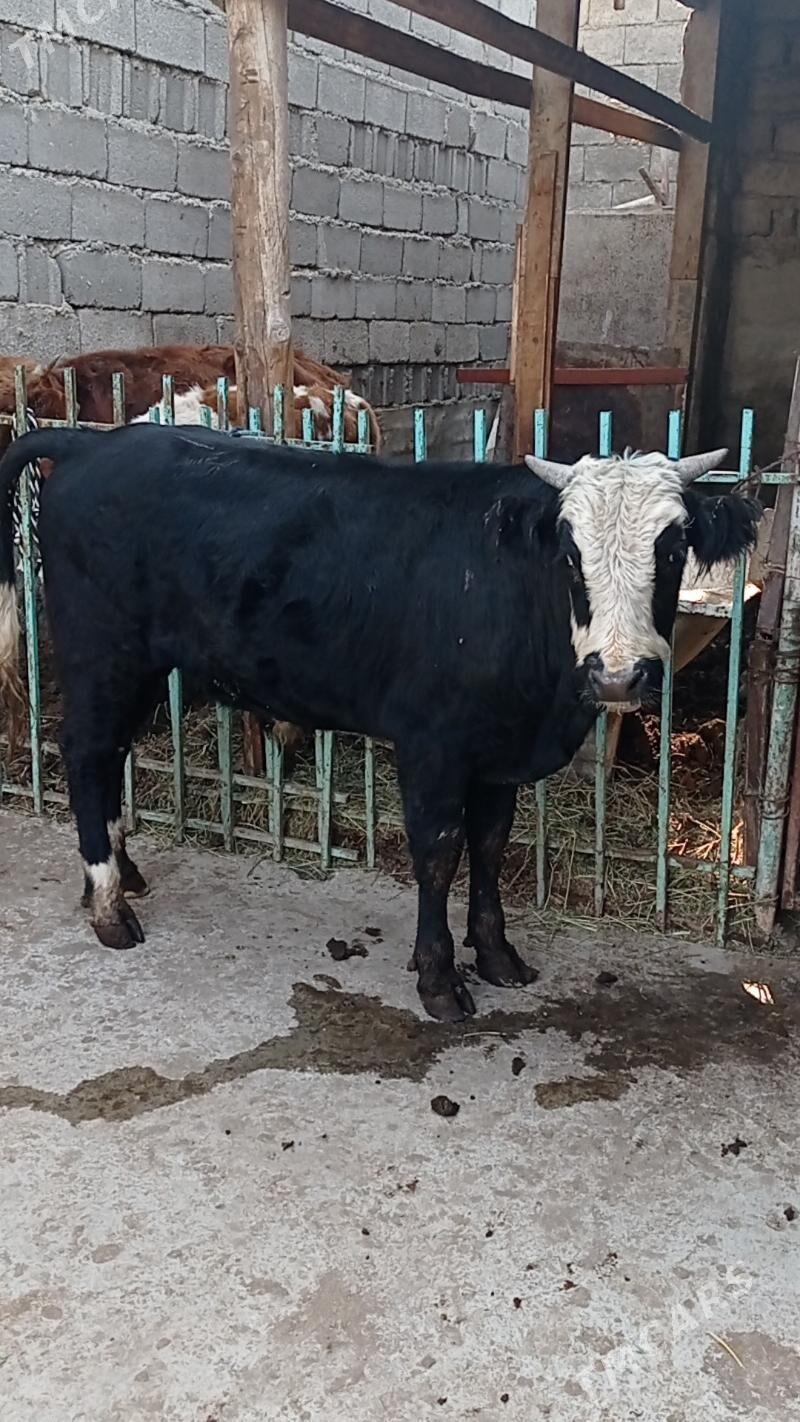 Gibrit tohum öküz - Ашхабад - img 4